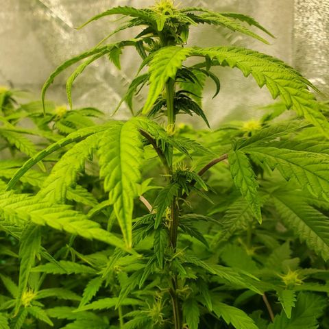 Vanilla Drip 1🍦 [6/24] growlog timeline photo