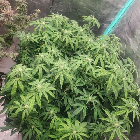 Vanilla Drip 1🍦 [6/24] growlog timeline photo