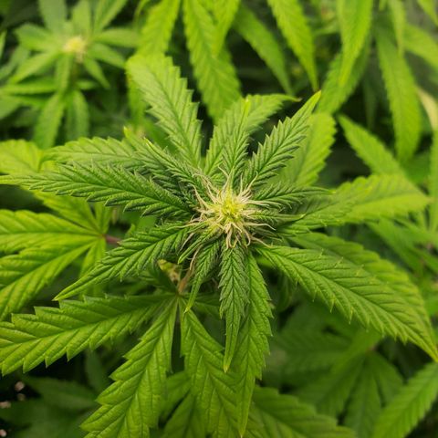 Vanilla Drip 1🍦 [6/24] growlog timeline photo