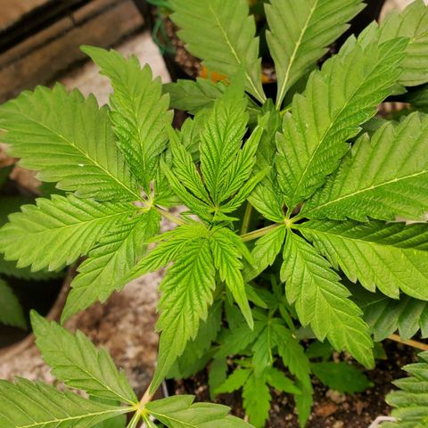 Pineapple Upside Down Cake 🍍 out growlog timeline photo