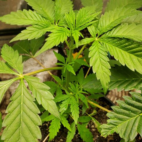 Pineapple Upside Down Cake 🍍 out growlog timeline photo