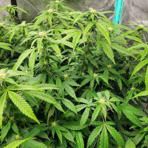 Vanilla Drip 1🍦 [6/24] growlog timeline photo