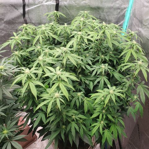 Vanilla Drip 1🍦 [6/24] growlog timeline photo