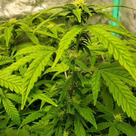 Vanilla Drip 1🍦 [6/24] growlog timeline photo