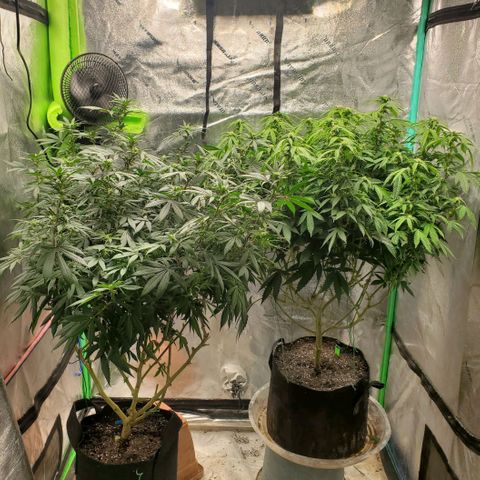 Vanilla Drip 1🍦 [6/24] growlog timeline photo
