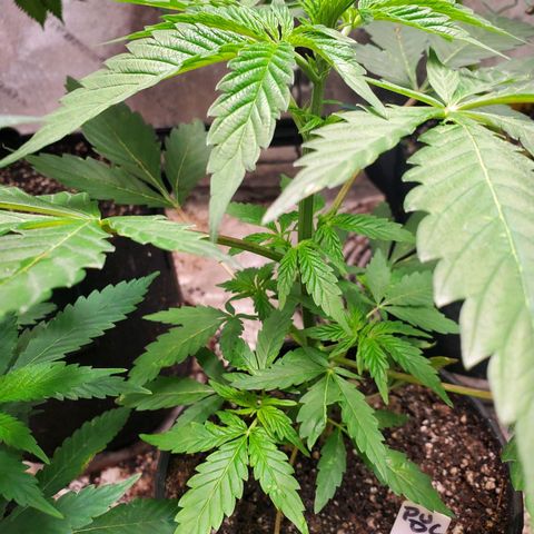 Pineapple Upside Down Cake 🍍 out growlog timeline photo