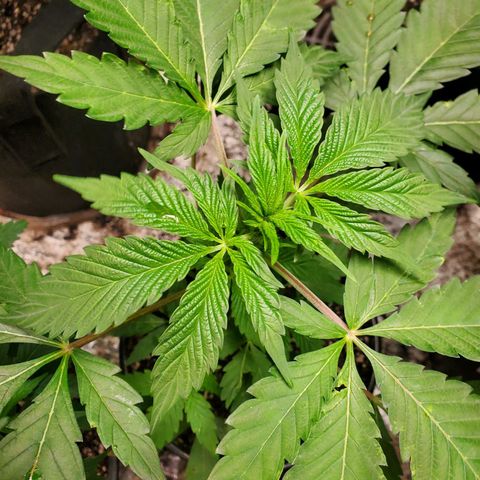 Pineapple Upside Down Cake 🍍 out growlog timeline photo