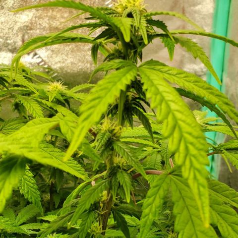 Vanilla Drip 1🍦 [6/24] growlog timeline photo