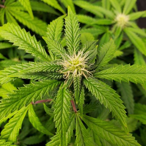 Vanilla Drip 1🍦 [6/24] growlog timeline photo