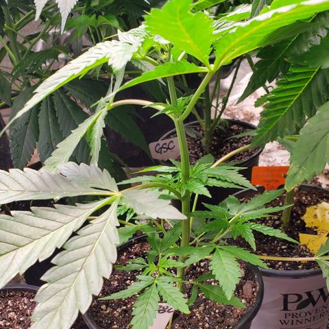 Pineapple Upside Down Cake 🍍 out growlog timeline photo