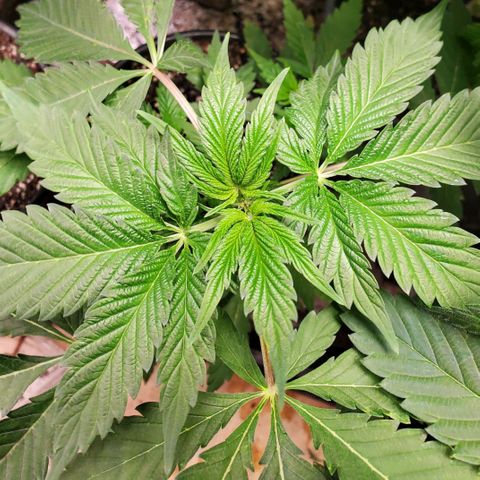 Pineapple Upside Down Cake 🍍 out growlog timeline photo