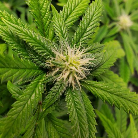 Vanilla Drip 1🍦 [6/24] growlog timeline photo
