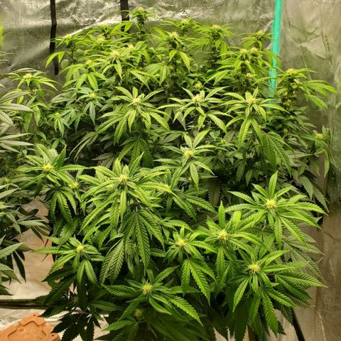 Vanilla Drip 1🍦 [6/24] growlog timeline photo
