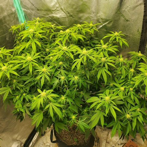 Vanilla Drip 1🍦 [6/24] growlog timeline photo