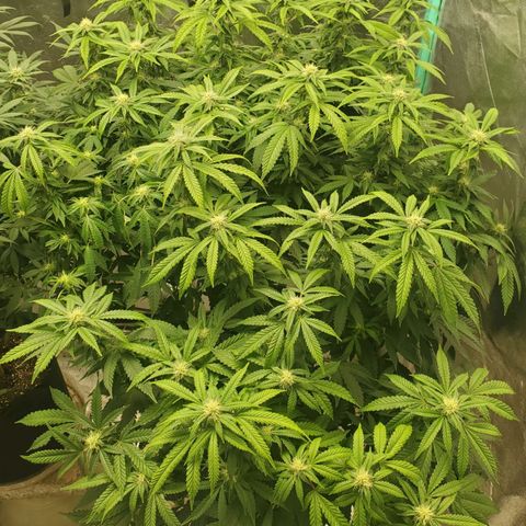 Vanilla Drip 1🍦 [6/24] growlog timeline photo
