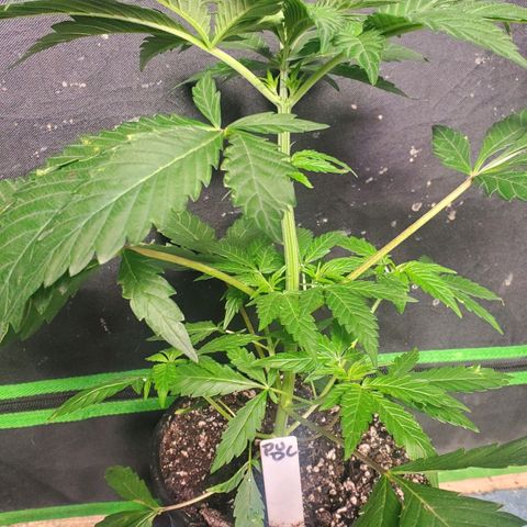 Pineapple Upside Down Cake 🍍 out growlog timeline photo