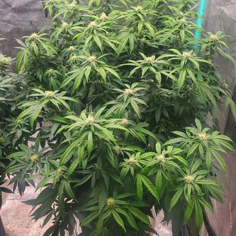 Vanilla Drip 1🍦 [6/24] growlog timeline photo