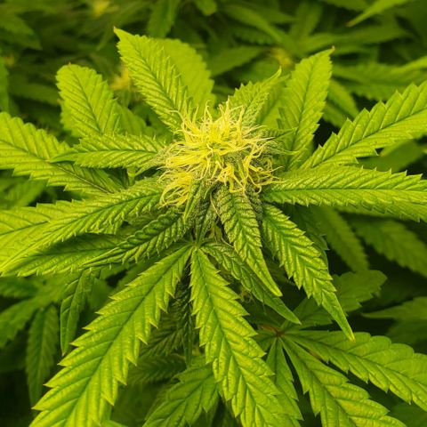 Vanilla Drip 1🍦 [6/24] growlog timeline photo
