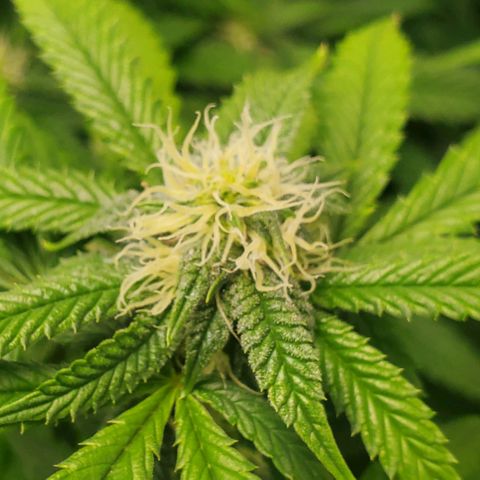 Vanilla Drip 1🍦 [6/24] growlog timeline photo