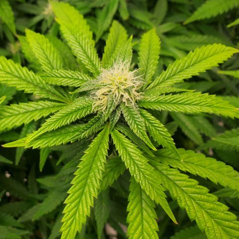Vanilla Drip 1🍦 [6/24] growlog timeline photo