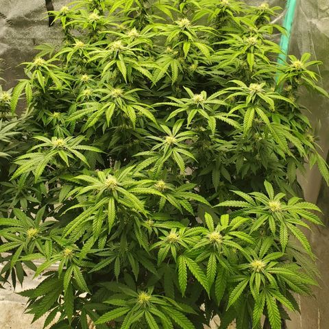 Vanilla Drip 1🍦 [6/24] growlog timeline photo
