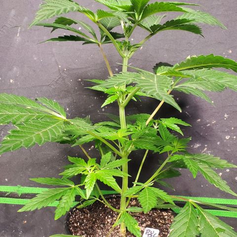 Pineapple Upside Down Cake 🍍 out growlog timeline photo