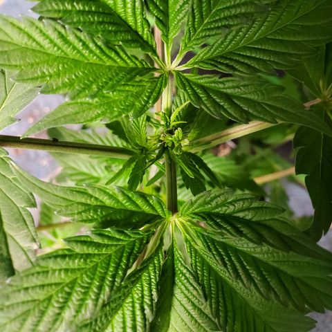 Pineapple Upside Down Cake 🍍 out growlog timeline photo