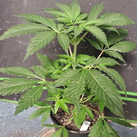 Pineapple Upside Down Cake 🍍 out growlog timeline photo