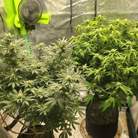 Vanilla Drip 1🍦 [6/24] growlog timeline photo