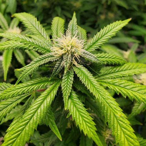 Vanilla Drip 1🍦 [6/24] growlog timeline photo