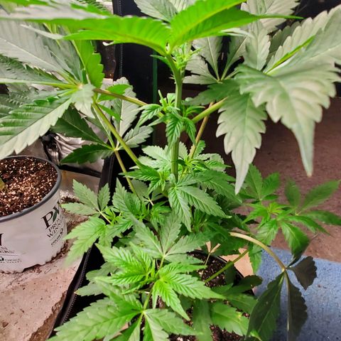 Pineapple Upside Down Cake 🍍 out growlog timeline photo