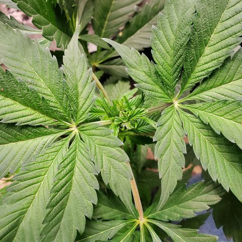 Pineapple Upside Down Cake 🍍 out growlog timeline photo