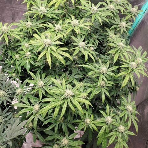 Vanilla Drip 1🍦 [6/24] growlog timeline photo