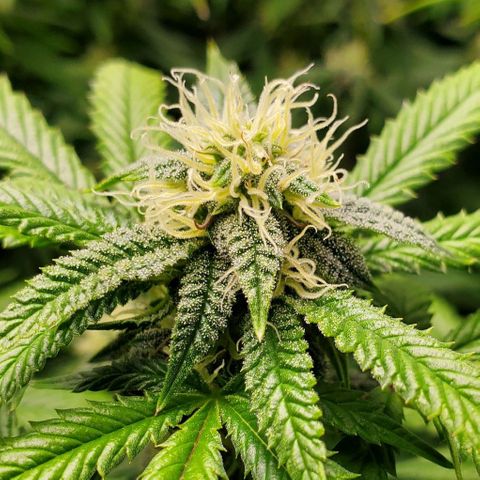 Vanilla Drip 1🍦 [6/24] growlog timeline photo