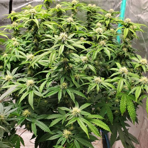 Vanilla Drip 1🍦 [6/24] growlog timeline photo