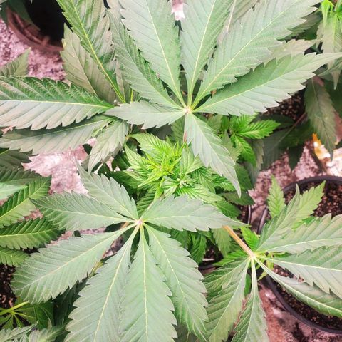 Pineapple Upside Down Cake 🍍 out growlog timeline photo