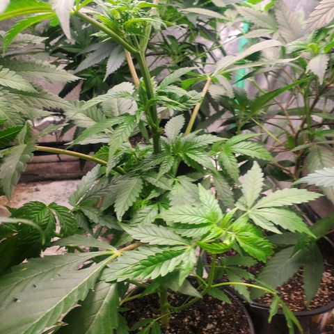 Pineapple Upside Down Cake 🍍 out growlog timeline photo