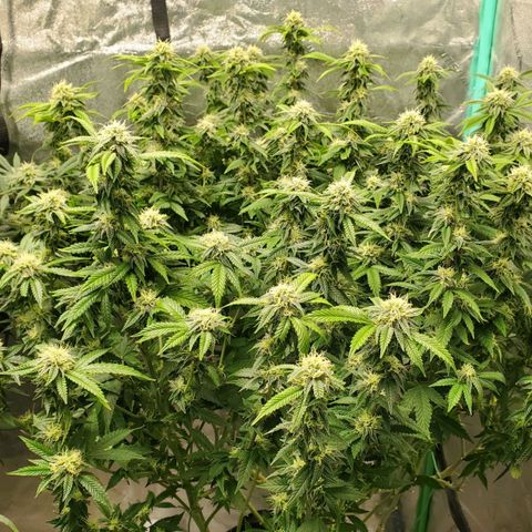 Vanilla Drip 1🍦 [6/24] growlog timeline photo