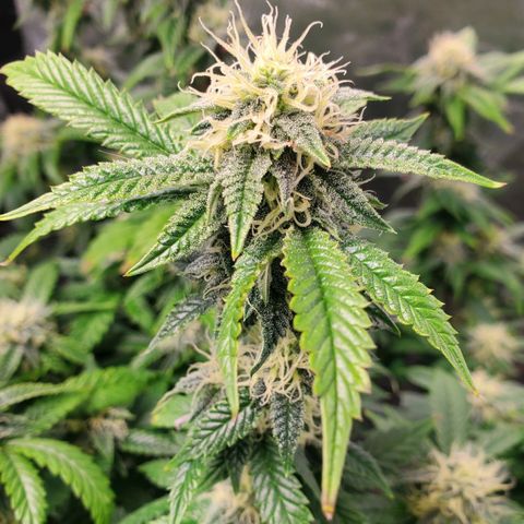 Vanilla Drip 1🍦 [6/24] growlog timeline photo