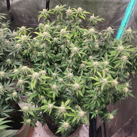 Vanilla Drip 1🍦 [6/24] growlog timeline photo