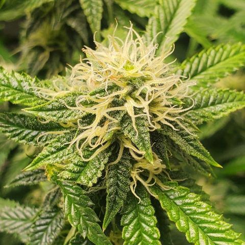 Vanilla Drip 1🍦 [6/24] growlog timeline photo
