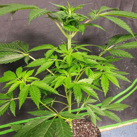 Pineapple Upside Down Cake 🍍 out growlog timeline photo