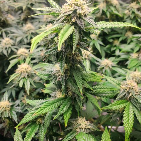Vanilla Drip 1🍦 [6/24] growlog timeline photo