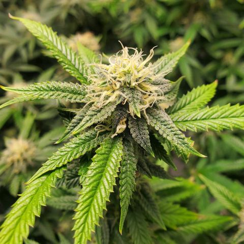 Vanilla Drip 1🍦 [6/24] growlog timeline photo