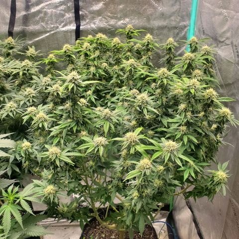 Vanilla Drip 1🍦 [6/24] growlog timeline photo