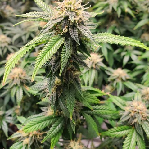 Vanilla Drip 1🍦 [6/24] growlog timeline photo