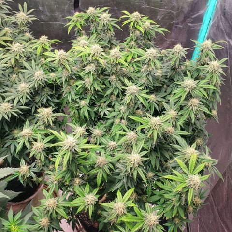 Vanilla Drip 1🍦 [6/24] growlog timeline photo