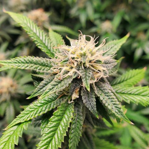 Vanilla Drip 1🍦 [6/24] growlog timeline photo
