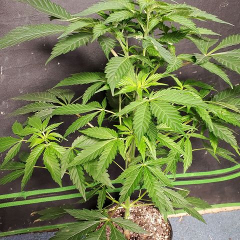 Pineapple Upside Down Cake 🍍 out growlog timeline photo
