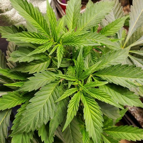Pineapple Upside Down Cake 🍍 out growlog timeline photo